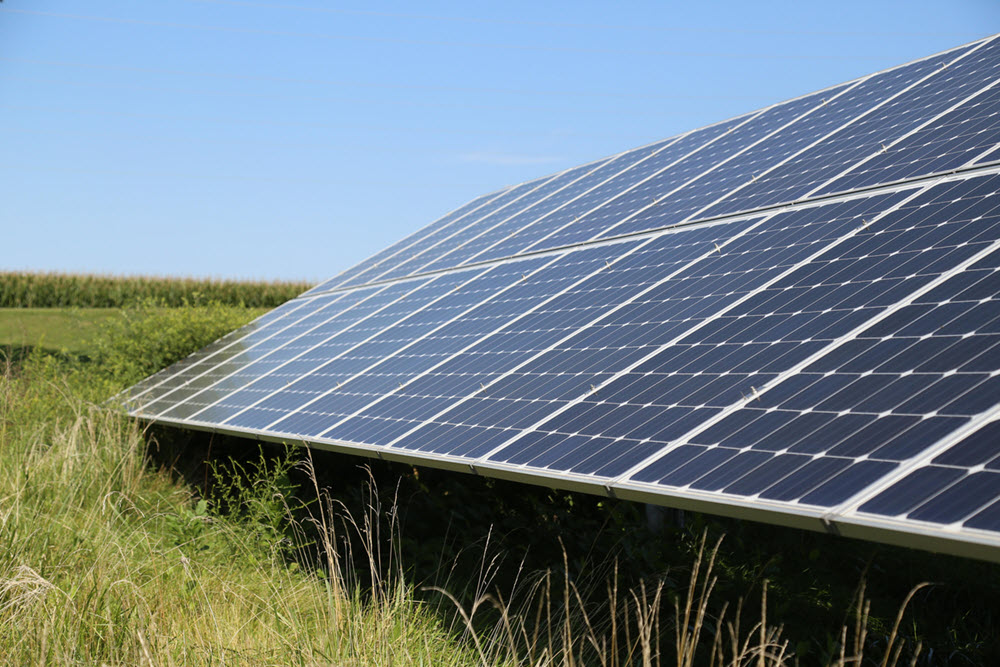 Array of solar panels with a corn field behind.