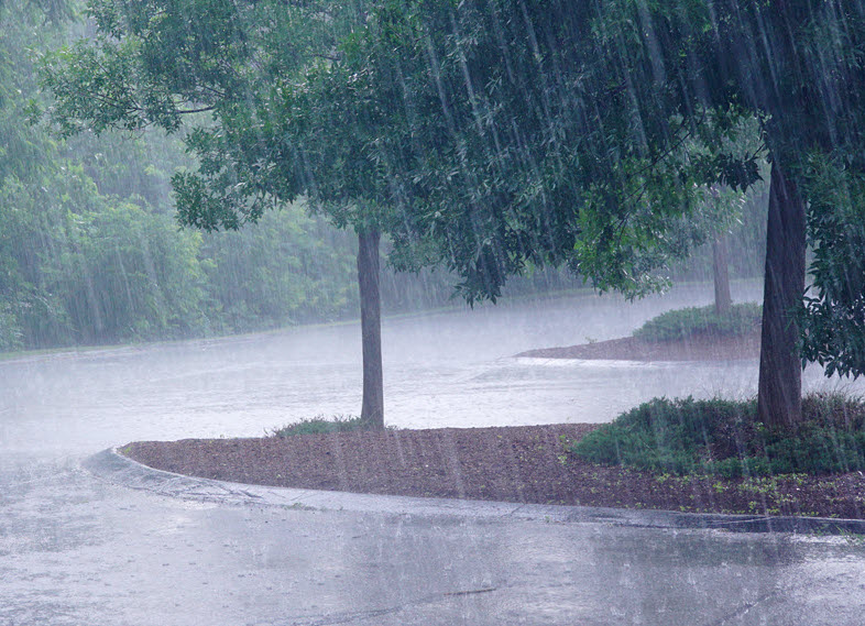 trees in a rainstorm