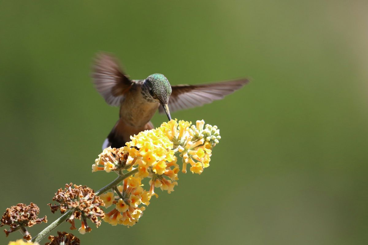 Hummingbird pollinating a flower.