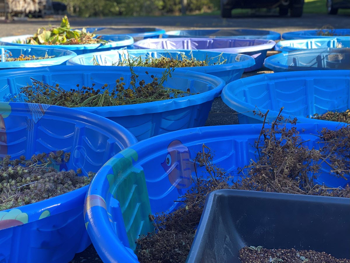 tubs of growing plants