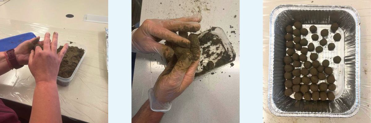 Three images side by side. LEFT: small portion of seed ball mixture. MIDDLE: finished seed ball. RIGHT: drying tray of finished seed balls.