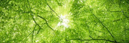 Looking up into trees